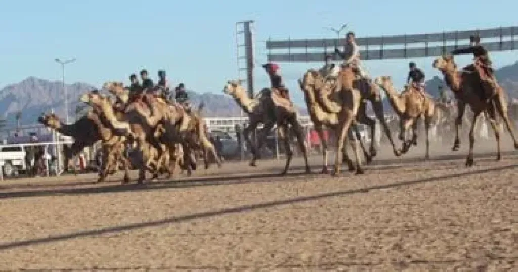 مهرجان سباق الهجن- ارشيفية