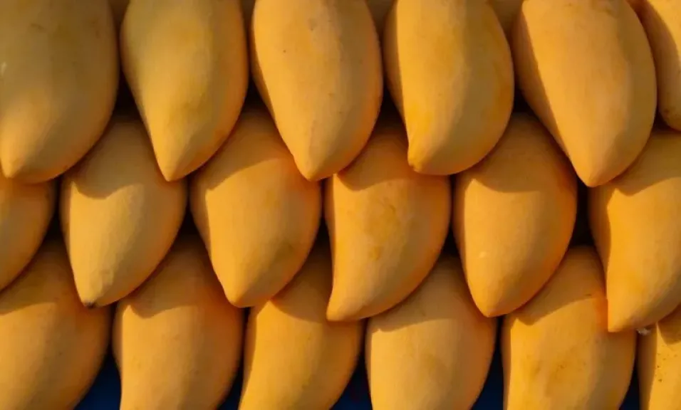 المانجو المصرية