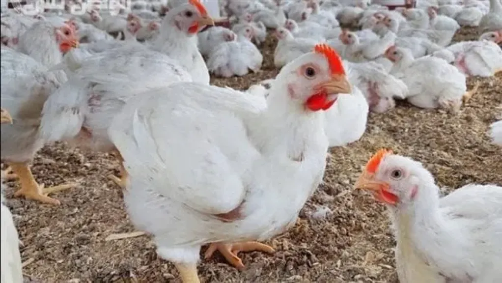 أسعار الدواجن اليوم